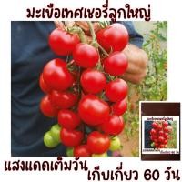 ราคา 45 เมล็ด มะเขือเทศเชอรี่ลูกใหญ่ Large Red Cherry Tomato (21956477326)