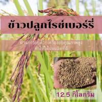 ราคา ข้าวปลูกไรซ์เบอร์รี่ ขนาด 12 5 กิโลกรัม (10521118354)