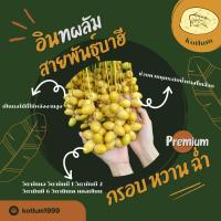 ราคา อินทผลัมสด บาฮี หวาน กรอบ ไม่ฝาด 1โล คละไซร้ใหญ่ ขนาด 1 กิโลกรัม อินทผาลัมสด เคลมฟรี (15476745440)