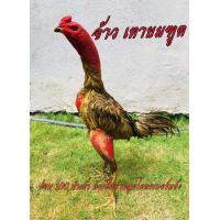 ราคา ไข่เชื้อไก่ชน ง่อน100 นำเข้า สายเบอร์แข้ง รับประกันเชื้อ ส่งด่วน (22037058370)