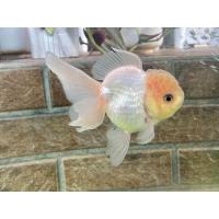 ราคา อาหารปลา ปลาทองฮอลันดายักษ ไซร้3นิ้ว มีประกันสินค้าคะ (22242634816)