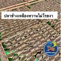 ราคา ปลาข้างเหลืองหวานไม่โรยงา อร่อย สดใหม่ ฮาลาล (21607265053)