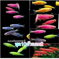 ราคา อาหารปลา ปลาม้าลายเรืองแสง เซ็ท10ตัวแถม2 มีประกันสินค้า (22241907642)