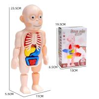 ราคา ของเล่นโมเดลอวัยวะของมนุษย์วิทยาศาสตร์สำหรับเด็กส่วนประกอบ DIY อวัยวะของมนุษย์ S ของเล่นวิทยาศาสตร์กายวิภาคเพื่อการเรียนรู้ของเด็ก (21620942153)