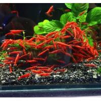 ราคา Dwarf Shrimp อาหารกุ้งแคระ กุ้งแคระ size XL เกรดเอ (22250937689)