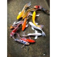 ราคา อาหารปลาคราฟ ปลาคราฟจักรพรรดิ์ คราฟหางยาว ไซร้4 5นิ้ว มีประกันสินค้าคะ (22250615983)