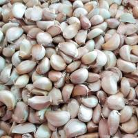 ราคา กระเทียวจีนกลีบใหญ่ คัดเกรดA มีคุณภาพ เม็ดสวย (22147612387)