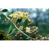 ราคา ต้นพันธุ์ เทียนกิ่ง เฮนน่า ต้นกาว เทียนกิ่งขาว Henna พร้อมปลูกในถุงดำ ถุงละ 49 บาท เทียนข้าวเปลือก เทียนไม้ สมุนไพรบำรุงเส้นผม สมุนไพรปิดผมขาว ดอกมีกลิ่นหอมอ่อนๆ เทียนกิ่งขาว นำใบมาใช้เป็นยาย้อมผม (21