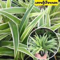 ราคา ว่านเศรษฐีเรือนนอก เศรษฐีจักรพรรดิ ไม้มงคล เรียกทรัพย์ ขายพร้อมถุงชำ รากเต็มพร้อมปลูก (13352226254)