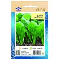 ราคา ชุนฉ่าย CT OP 140 ผักซอง เจียไต๋ เมล็ดพันธุ์ผัก เมล็ดผัก เมล็ดพืช ผักสวนครัว ซองประมาณ 4400 เมล็ด (20034697140)
