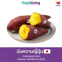 ราคา มันหวานญี่ปุ่น สายพันธุ์เบนิฮารุกะ Beniharuka ครบไซส์ กลิ่นหอม รสชาติหวาน เนื่อฉ่ำ Shitori (22271900521)