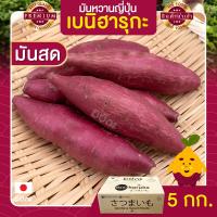 ราคา มันหวานญี่ปุ่น 5 Kg มันสด มันหวานญี่ปุ่นแท้ beni haruka มันหวานญี่ปุ่นเบนฮารุกะ มันหวานญี่ปุ่นนำเข้า มันญี่ปุ่น มันญี่ปุ่นแท้ มันญี่ปุ่นเบนิฮารุกะ มันญี่ปุ่นหวาน เบนิฮารุกะ เบนฮารุกะญี่ปุ่นแท้ (671591