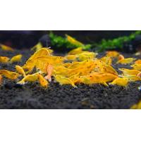 ราคา Dwarf Shrimp อาหารกุ้งแคระ กุ้งแคระ size XL เกรดเอ (22250937694)