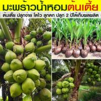 ราคา ต้นมะพร้าวน้ำหอมต้นเตี้ย แท้ ต้นสูงประมาน 40 ซม ปลูกง่าย ต้นเตี้ย โตไว ให้ผลเยอะ ปลูก 2 ปีได้เก็บผล (22031200986)