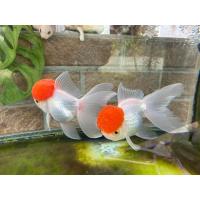 ราคา อาหารปลา ปลาทองฮอลันดายักษ ไซร้3นิ้ว มีประกันสินค้าคะ (22242634818)