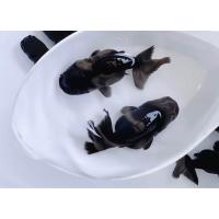 ราคา อาหารปลา ปลาทองสิงห์ดำตามิด ไซร้1 5 2นิ้ว มีประกันสินค้าคะ (22242911049)