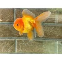 ราคา อาหารปลา ปลาทองฮอลันดายักษ ไซร้3นิ้ว มีประกันสินค้าคะ (22242634815)