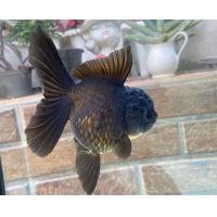 ราคา อาหารปลา ปลาทองฮอลันดายักษ ไซร้3นิ้ว มีประกันสินค้าคะ (22242634817)