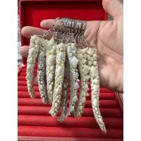 ราคา พวงกุญแจปลายห่างกระเบนท้องน้ำ พวงไม่ใหญ่คับ (22249602476)