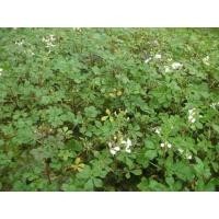 ราคา ซื้อ3 ซองแถม1 เมล็ดพันธุ์ผักเสี้ยน 2000 เมล็ด ซอง ผักเสี้ยนไทย ผักเสี้ยนบ้าน ผักส้มเสี้ยน ผักสวนครัวน่าปลูก (22282735118)