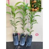 ราคา ต้นละมุดสาลี่ยักษ์ สั่ง5แถมฟรี1 ต้น จัมโบ้สั่งขั้นต่ำ2 3ต้นนะคะ แบบเพาะเมล็ด ขายถูก (22227737241)