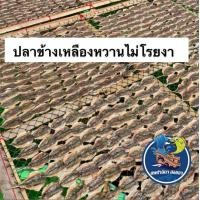 ราคา ปลาข้างเหลืองหวานไม่โรยงา อร่อย สดใหม่ ฮาลาล (21607265051)