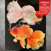 ราคา รูปโปสเตอร์ภาพมงคลปลาเงิน ปลาทอง ขนาด16X20นิ้ว ถ่ายจากสินค้าจริง (16172367505)