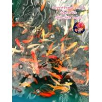 ราคา อาหารปลา ปลาคราฟจักรพรรดิ์หางยาว 2 5 3 นิ้ว (22207911272)