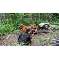 ราคา ไข่ไก่นเรศวรเหลืองหางขาว (15160968357)