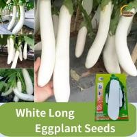 ราคา 100 เมล็ด แพ็ค White Long Eggplant Seeds มะเขือยาวขาว เมล็ดมะเขือยาวสีขาว มะเขือพิเศษพร้อมที่จับสีเขียว เมล็ดพืชผักฤดูใบไม้ผลิ (22051732142)