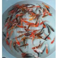 ราคา อ่างปลา คราฟ ไซส์จิ๋ว ชุดละ 79 บาท 5ต เลี้ยงง่าย โตไว มีบริการเก็บเงินปลายทาง (22278978301)