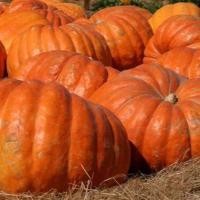ราคา 10 เมล็ด ฟักทองยักษ์ พันธุ์ แอตแลนติก ให้ได้ผลใหญ่ยักษ์ Atlantic Giant Pumpkin (22177761435)