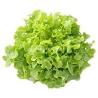 ราคา เมล็ดผักสลัด เรดโอ๊ค 100 300 เมล็ด งอกดีมีคู่มือ เมล็ดพันธุ์ผักสลัด ผักสลัด ผักออแกนิค (19770716615)