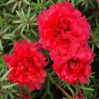 ราคา 100 เมล็ด ดอกไม้ แพรเซี่ยงไฮ้ คุณนายตื่นสาย Moss rose Purslane Seeds (22031746460)
