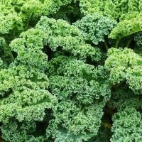 ราคา 50 เมล็ด Kale ผักเคล คะน้าฝรั่ง คะน้าเคล คะน้าใบหยิก ผักสวนครัว ปลูกได้ทุกฤดู Brassica oleracea Seeds (21729750620)