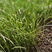 ราคา 2000 เมล็ด หญ้านวลน้อย หญ้าสนาม หญ้าสวยงาม ประดับบ้านสวน Zoysia Grass Seeds (22062957461)