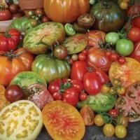 ราคา 20 เมล็ด เมล็ดมะเขือเทศ เมล็ดผักสวนครัว ปลูกในกระถางได้ ปลูกผักทาน ปลอดสารพิษ Tomato seeds สายพันธุ์ Mixed (21728798397)