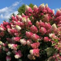 ราคา 3 เมล็ด ดอกไฮเดรนเจีย ดอกสามเดือน ใช้แทนคำขอบคุณ Hydrangea สายพันธุ์ Berry White (21616163613)