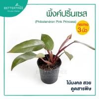 ราคา พิงค์ปริ๊นเซส กระถาง 3 นิ้ว Philodendron Pink Princess ต้นไม้ฟอกอากาศ (20891293204)