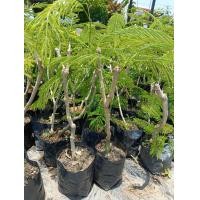 ราคา ต้นพันธุ์ ชะอม พร้อมปลูกในถุงดำ 29 บาท ผักรสมันอย่างชะอมมีสรรพคุณเป็นยาอายุวัฒนะ มีเบต้าแคโรทีน เป็นสมุนไพร ของไทย ช่วยต่อต้านอนุมูลอิสระ เนื่องจากมีวิตามินเอสูง ชะอม ผักคู่ครัว สรรพคุณมากมาย (2191016