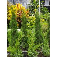 ราคา สนมังกร 1 2 1 5 เมตร (15668040306)