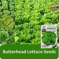 ราคา Butterhead Lettuce Vegetables Seeds เมล็ดพันธุ์ ผักสลัด บัตเตอร์คลั้น Buttercrunch Lettuce Seed ผักกาดหอมสลัด เมล็ดสลัดสำหรับสวนกระถางกินได้ for Pot Gardening Edible salad seeds ระเบียงสวนในฤดูใบไม้ผล