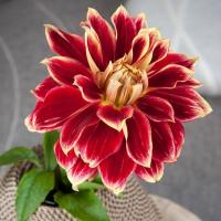 ราคา 1 เหง้า ชุุด รักเร่ Dahlia Bulb สายพันธุ์ Caballero Dahlia Bulb หัวรักเร่ ดอกไม้ ดอกรักเร่ เหง้า นำเข้า ยุโรป หัวสดใหม่ ผ่านการแช่เย็นแล้ว (8683646706)