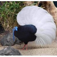 ราคา เชื้อไข่ไก่ฟ้าหางขาว Bulwer s Pheasant หายากและวางไข่น้อย (21890617379)