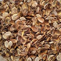 ราคา เทียนตาตั๊กแตน เมล็ดผักชีลาว มะแหลบ (21740131954)