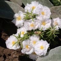 ราคา 100 เมล็ด ดอกไม้ แพรเซี่ยงไฮ้ คุณนายตื่นสาย Moss rose Purslane Seeds (22031746459)