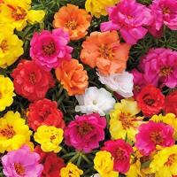 ราคา 100 เมล็ด ดอกไม้ แพรเซี่ยงไฮ้ คุณนายตื่นสาย Moss rose Purslane Seeds (22031746464)
