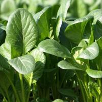 ราคา 500 เมล็ด ผักปวยเล้งญี่ปุ่น ปวยเล้ง หรือ ปวยเหล็ง ผักโขมญี่ปุ่น Komatsuna Spinach Seeds (21899645235)