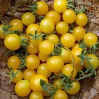 ราคา 20 เมล็ด มะเขือเทศ เมล็ดผัก สวนครัว ปลูกได้ทั้งปี Tomato Seeds สายพันธุ์ มะเขือเทศเชอร์รี่ Italian Ice (21625085634)