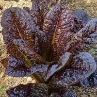 ราคา 50 เมล็ด เมล็ดผัก ผักสลัด สลัด เรดคอส Red Cos Lettuce สวนครัว เหมาะแก่การทำสวน ระยะเก็บเกี่ยวเร็ว Fruit and Vegetable Seeds (21288308944)